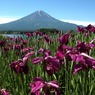 ６月河口湖花菖蒲