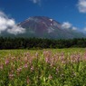 ７月柳欄