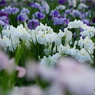 菖蒲