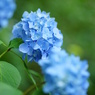 紫陽花