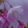弥生花ー31