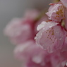 弥生花ー32