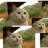 ネコラージュ