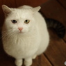 ねこ　その３０