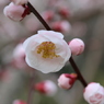梅・開花！ ～ 春は近い ～ 4