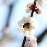 梅・開花！ ～ 春は近い ～ 14