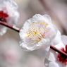 梅・開花！ ～ 春は近い ～ 15