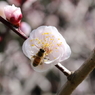 梅・開花！ ～ 春は近い ～ 16