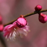 梅・開花！ ～ 春は近い ～ 19