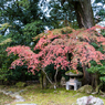 庫裡書院の中庭風景その１（那谷寺より）