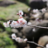 梅・開花！ ～ 春は近い ～ 32