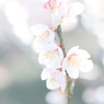 春の太陽に照らされて ～ 春は近い ～ 35