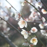 春の太陽に照らされて ～ 春は近い ～ 36