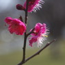 蕊に陽ざし-1