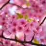 Spring Has Come!!