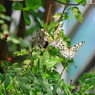 生物園Ⅳー13　「求愛」