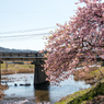 河南大橋の一本河津桜その３