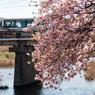 河南大橋の一本河津桜その４