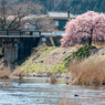 河南大橋の一本河津桜その５