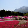 芝桜は芝桜