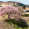 河南大橋の一本河津桜その７