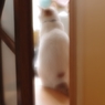 まだかな～　（＝ΦωΦ＝）