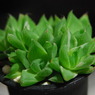 ハオルチア　京の華(Haworthia cymbiformis var. ang