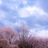 春の空