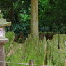 切り株から樹
