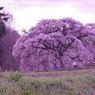 芳水の桜に感謝。