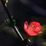 陽光