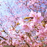 庄原　備北丘陵公園１７