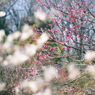 庄原　備北丘陵公園２３