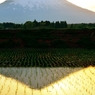 田植黄昏
