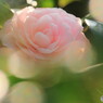 camellia japonica