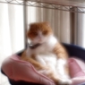 おっさん座り....(=^・^=)
