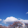 さくらさくさく8