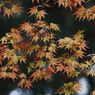 初夏の紅葉 ＃３