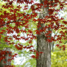 初夏の紅葉 ＃２