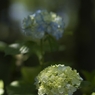 紫陽花の住処