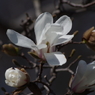 コブシ咲く-3