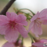 桜のひと時5