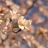 桜木町の桜