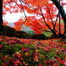 雨に湿った紅葉
