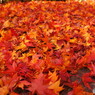 紅葉の絨毯