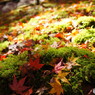 苔と紅葉と