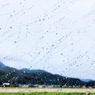 雨の中