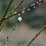 芽吹き