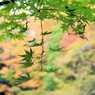 新緑カエデ