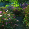 花の散歩道